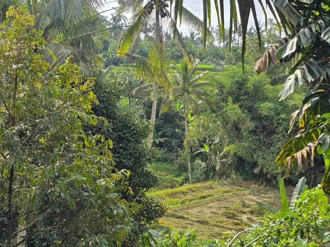 tanah kebun datar view sawah ketinggian 700 mdpl - Image 5 of 10