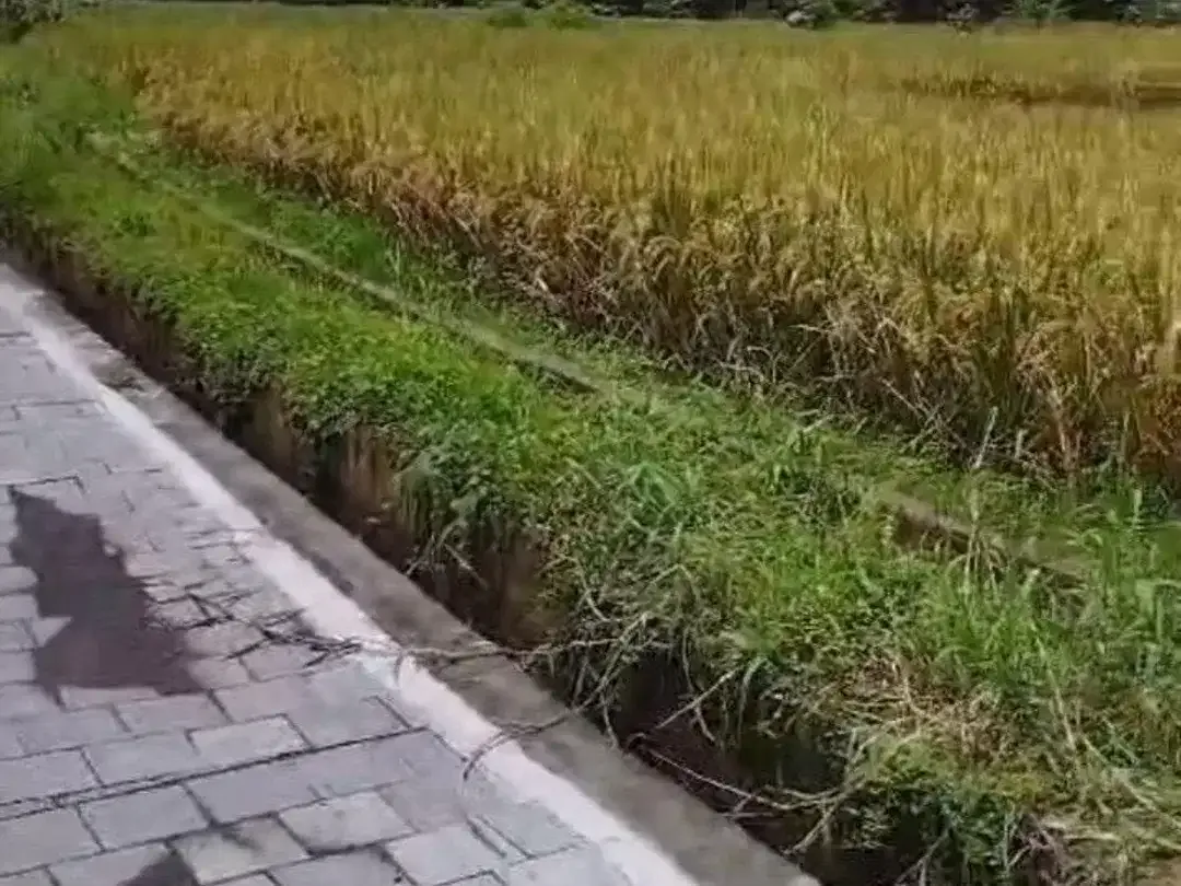 BUC 6 are Tanah Sawah di Singapadu kaler Gianyar Bali - Image 8 of 8