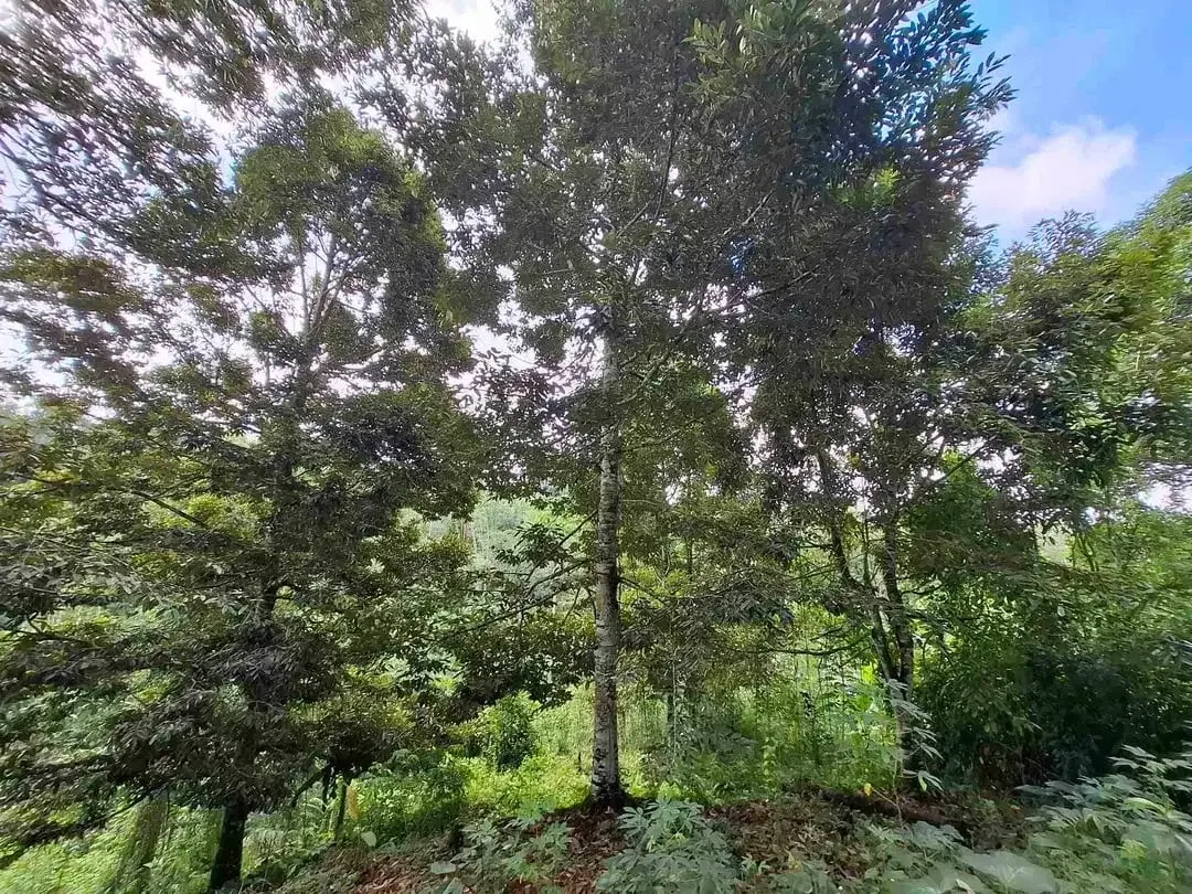tanah kebun durian murah dan sangat strategis dengan view gunung dan los sungai - Image 1 of 10