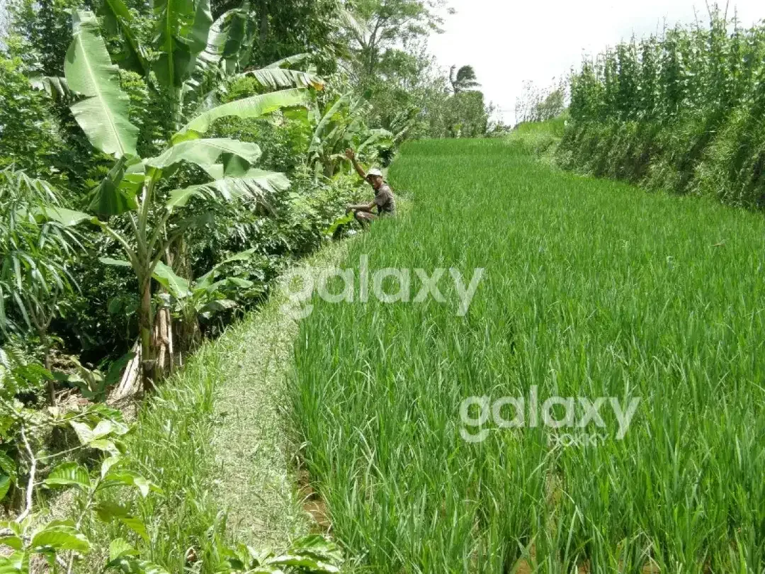 DIJUAL TANAH BR PAKA SANDA PUPUAN TABANAN, BALI - Image 5 of 6