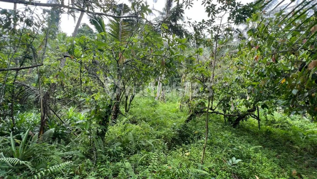 Jual Tanah Kebun Itr Kuning Los Sungai di Tabanan Bali. - Image 3 of 4