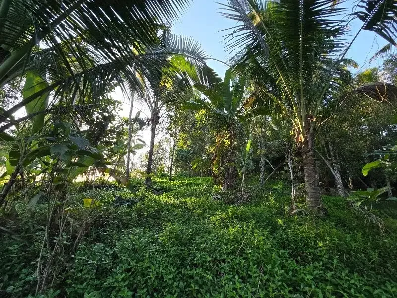 DIJUAL TANAH murah DENGAN VIEW SAWAH cantik dekat villa di bali - Image 9 of 10