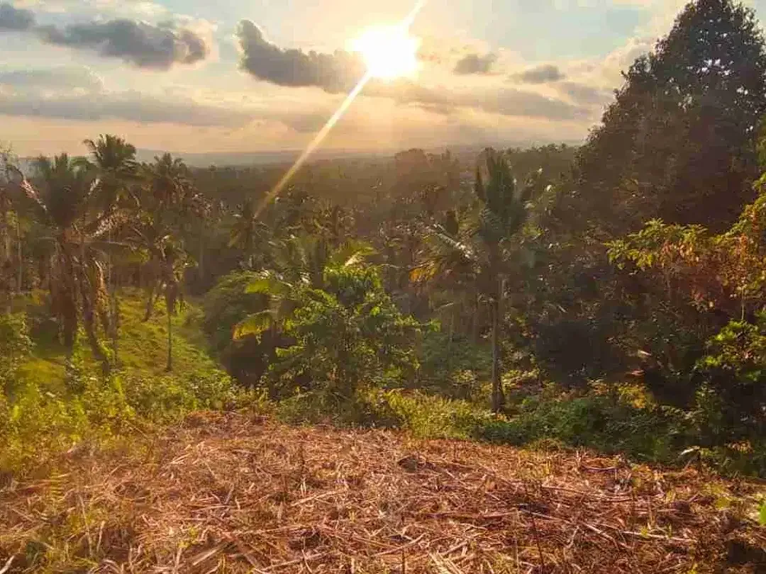 jual tanah kebun view sawah lembah dengan sunset yang cantik di tabanan bali - Image 1 of 10