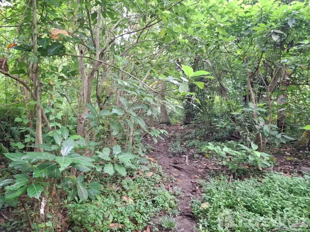 Land for sale in Ubud, Bali - Image 3 of 10