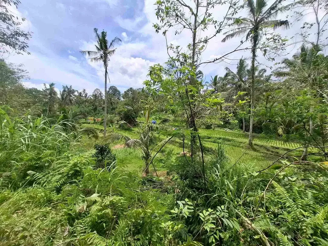 tanah view sawah dan gunung akses jalan aspal didaerah wisata angsri - Image 2 of 10
