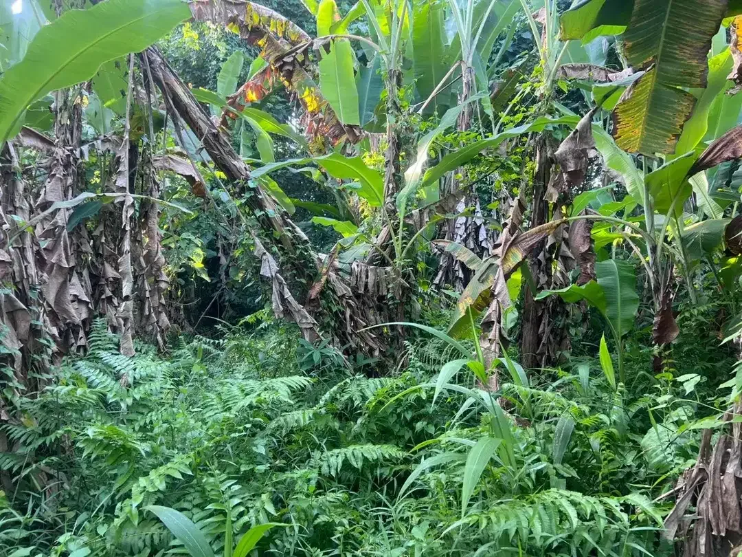 TANAH DIJUAL DI SAKAH, SUKAWATI, GIANYAR – KAWASAN VILLA | SHM | BISA PER 5 ARE - Image 6 of 6