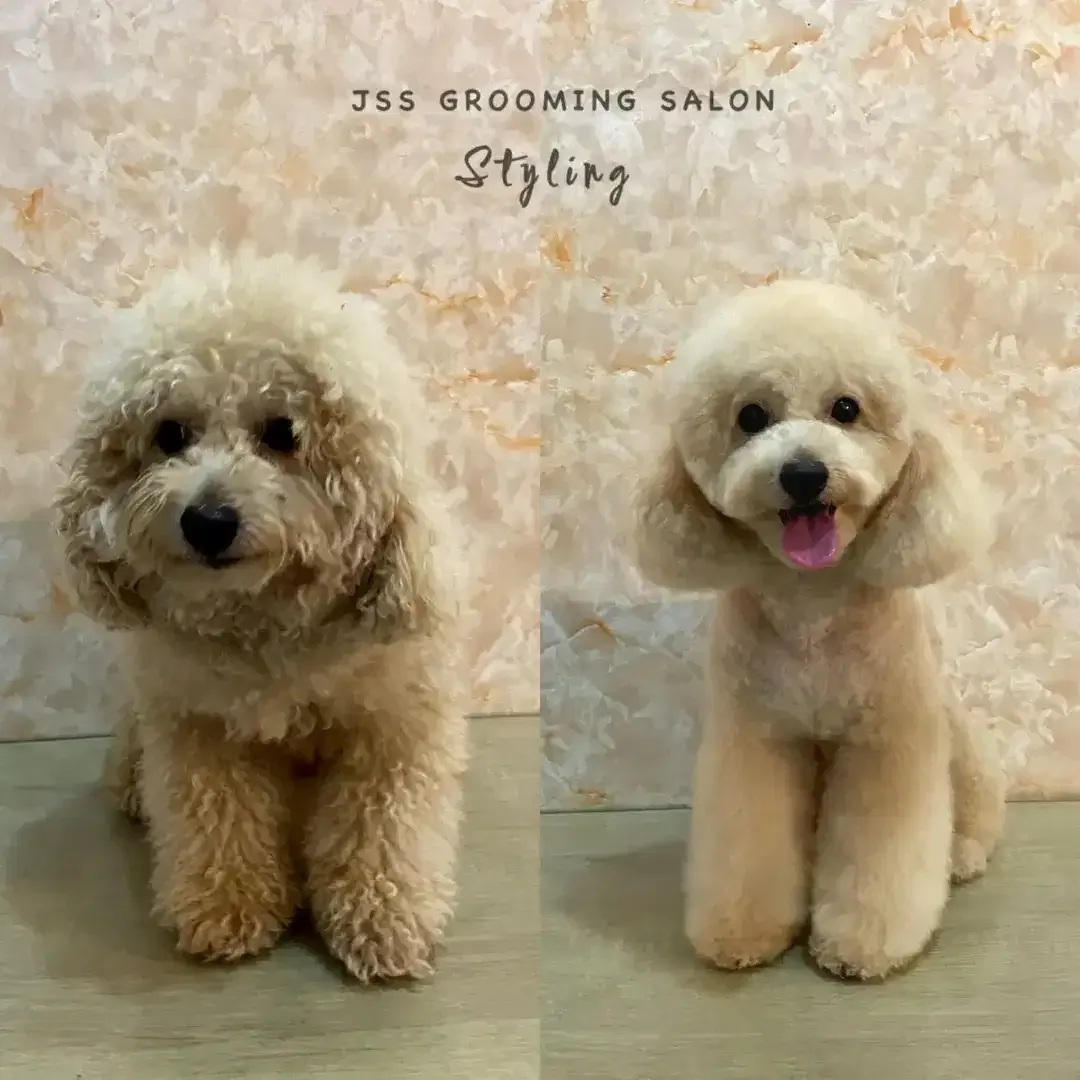 Grooming anjing denpasar selatan - Image 4 of 5