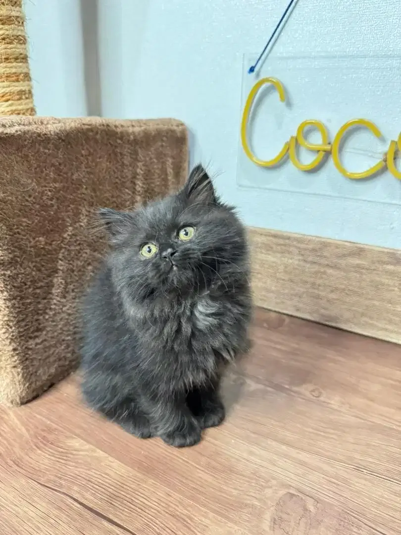Kitten Kucing Persia - Image 2 of 4