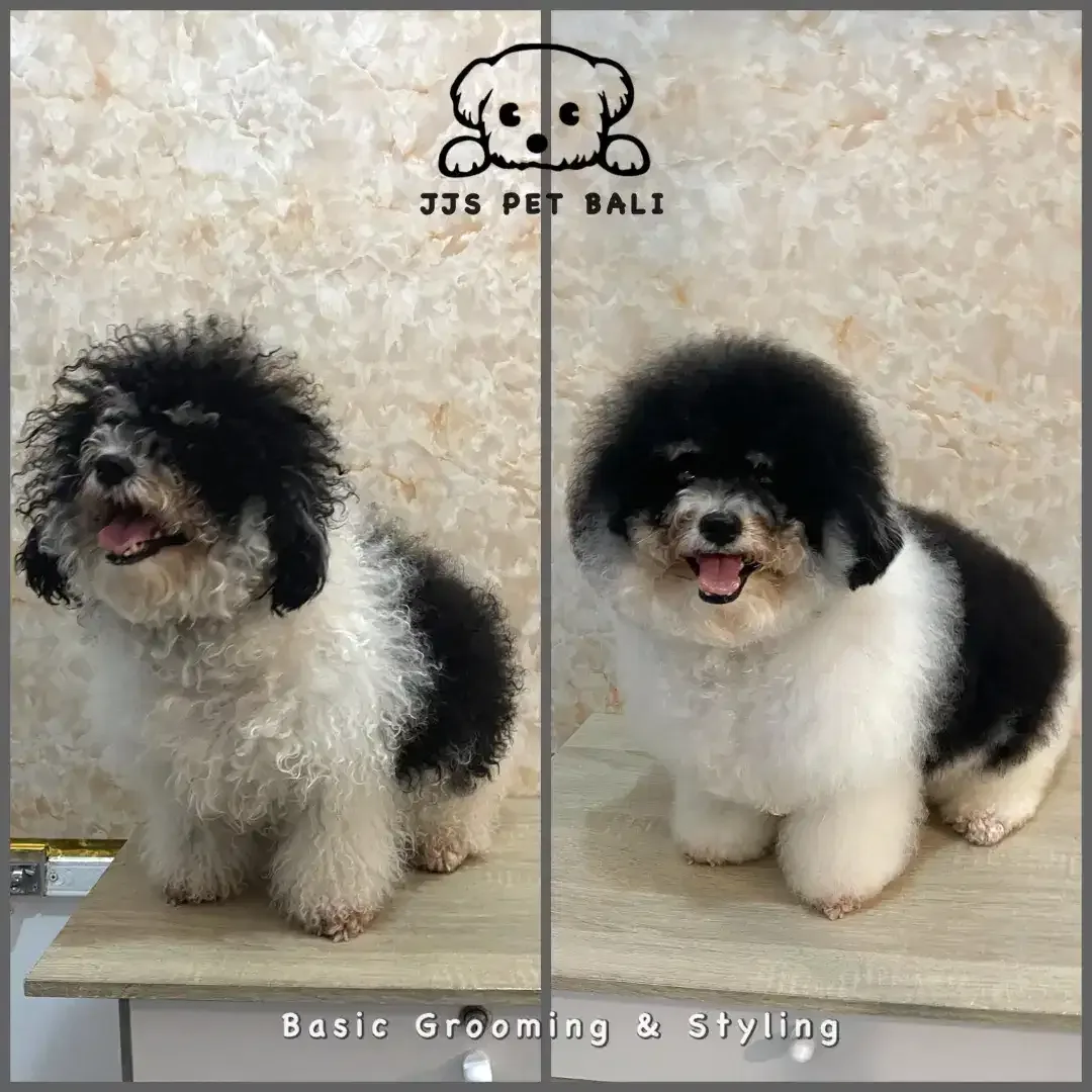 Grooming anjing profesional - Image 9 of 10