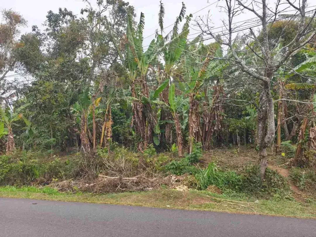 Tanah 4.550m² Full View Jungle di Pupuan Tabanan - Image 7 of 10