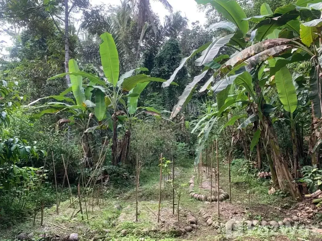 Land for sale in Ubud, Bali - Image 1 of 5