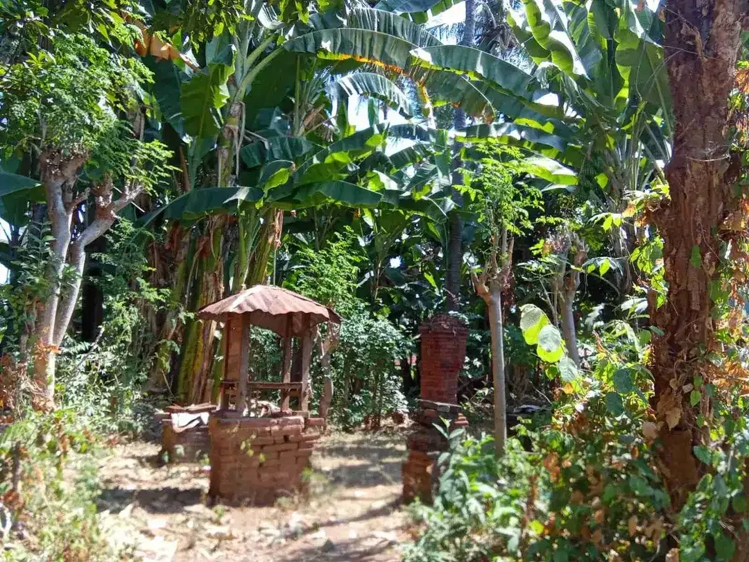 Jual Tanah 10.000 m² Siap Bangun Lovina - Bali - Image 5 of 5