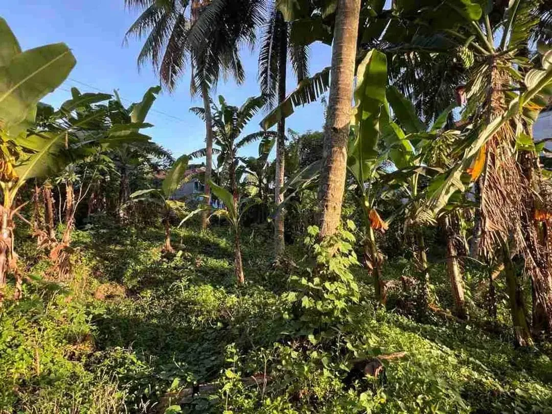 jual tanah pinggir jalan utama view sawah dekat kota tabanan bali - Image 9 of 10