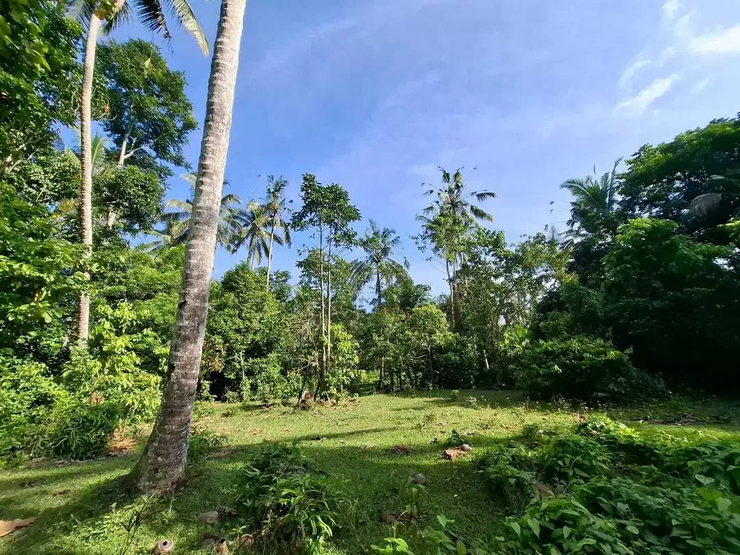 Dijual tanah los sungai dengan view sawah di tabanan bali - Image 7 of 10