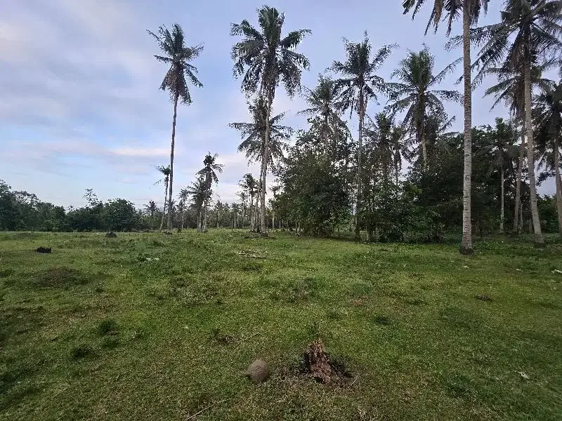 DI jual tanah datar  pruntukan industri di jembrana bali - Image 4 of 8