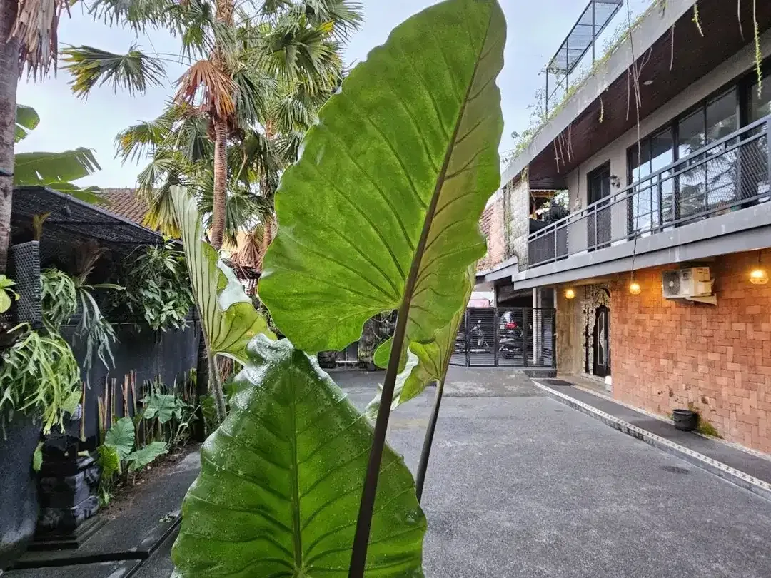Rumah Dan Villa di Padonan Dalung Dekat Canggu Tibubeneng Kerobokan - Image 5 of 10