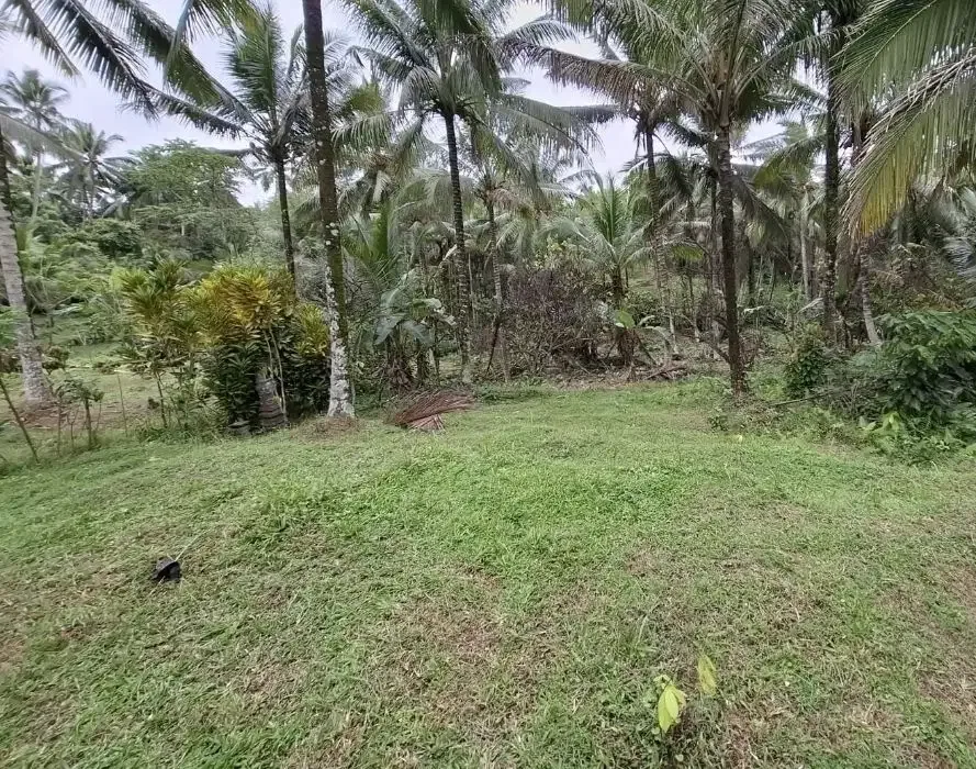 Dijual tanah kebun murah view sawah dan los sungai kecil di tabanan - Image 8 of 8