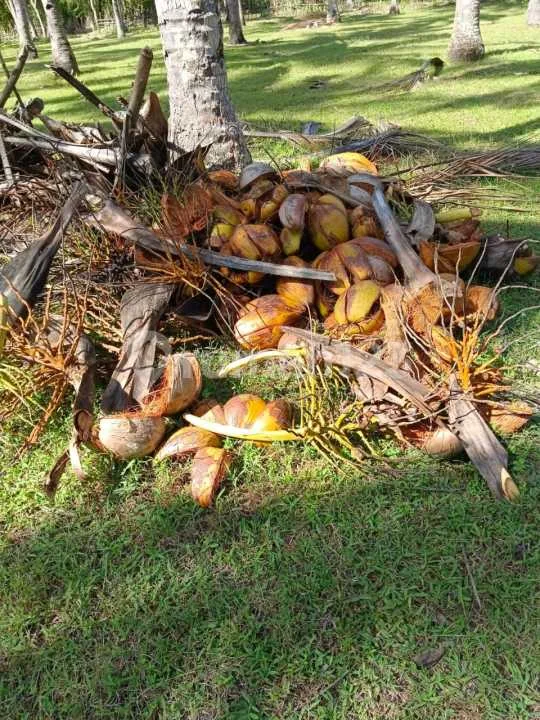 Tanah Kebun Kelapa Aktif Dan Tembus Pantai Di Jembrana - Image 3 of 4