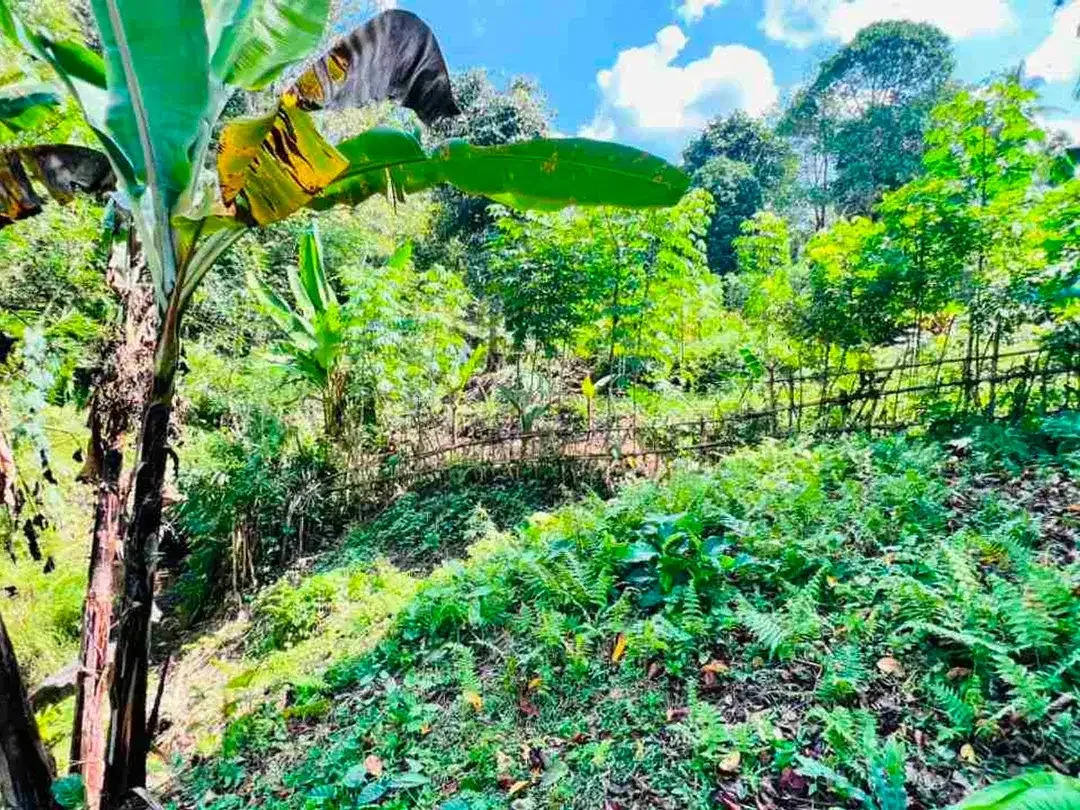 jual tanah dan rumah di desa wisata manikyang tabanan bali - Image 6 of 10