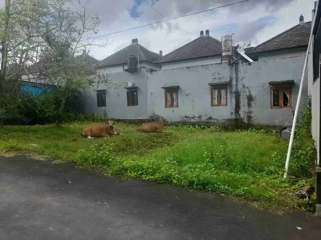 Jual Tanah Harga Global Luas 120m/1.2are lokasi Sempidi dekat Puspem Badung bali area Hunian. - Image 4 of 6