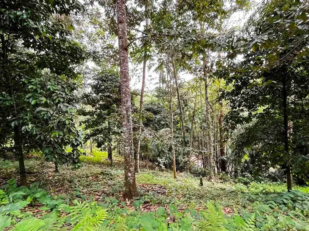 jual tanah Los sungai besar berbatu di desa wisata manikyang tabanan bali. - Image 6 of 10