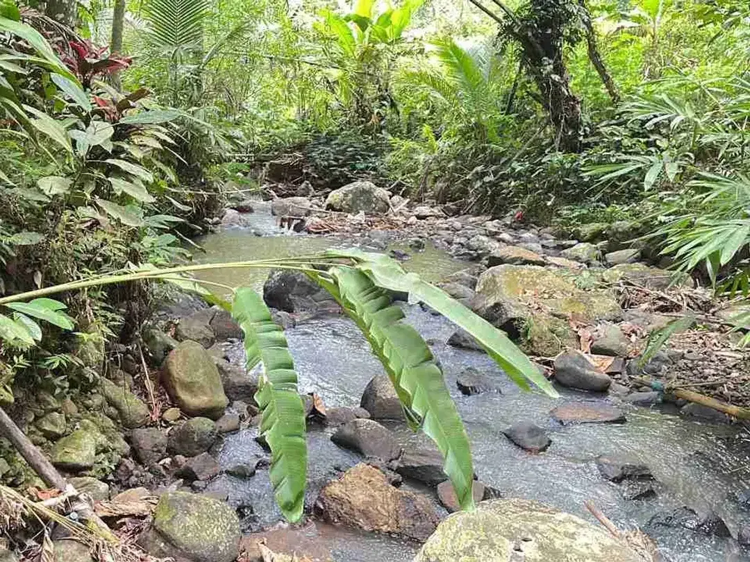 jual tanah di apit dua sungai di desa wisata manikyang, selemadeg tabanan bali. - Image 1 of 10