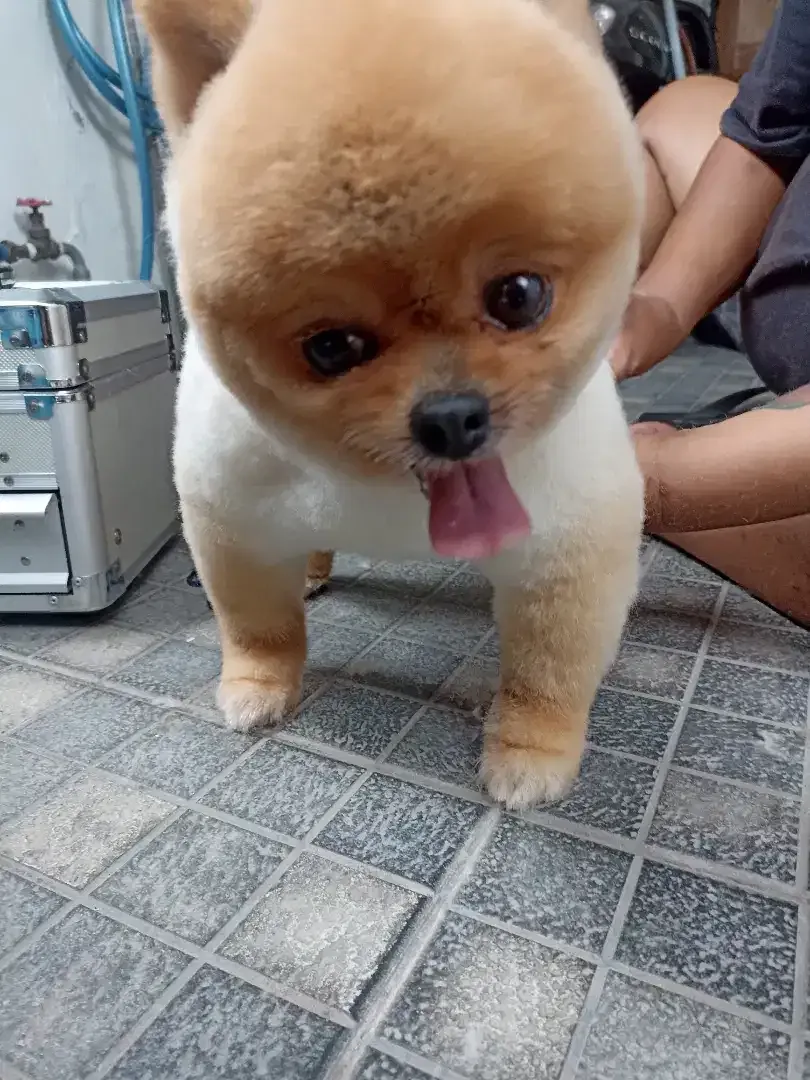 Mora Pet Grooming - Image 3 of 3