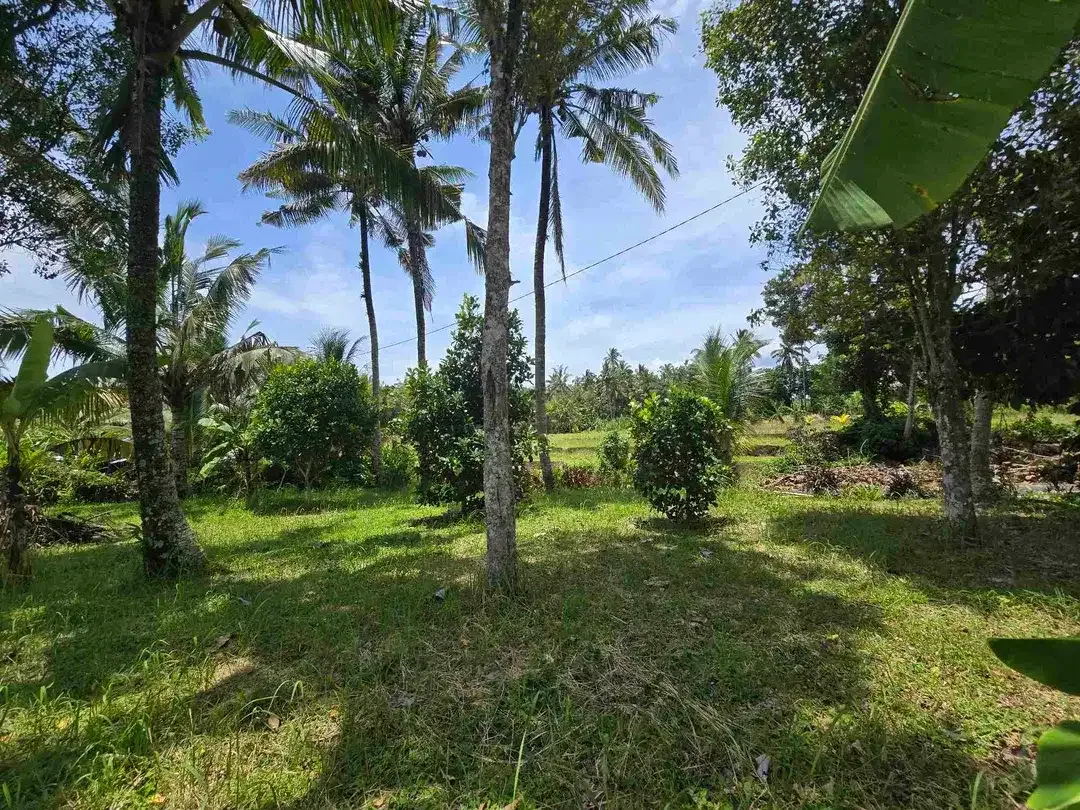 Dijual tanah view sawah zona kuning di kerambitan tabanan bali - Image 2 of 10