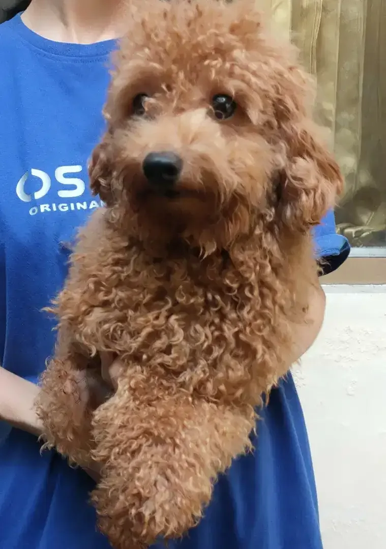 DI JUAL MURAH TOY POODLE Apricot JANTAN STAMBUM VAKSIN KUALITAS BAGUS - Image 4 of 5