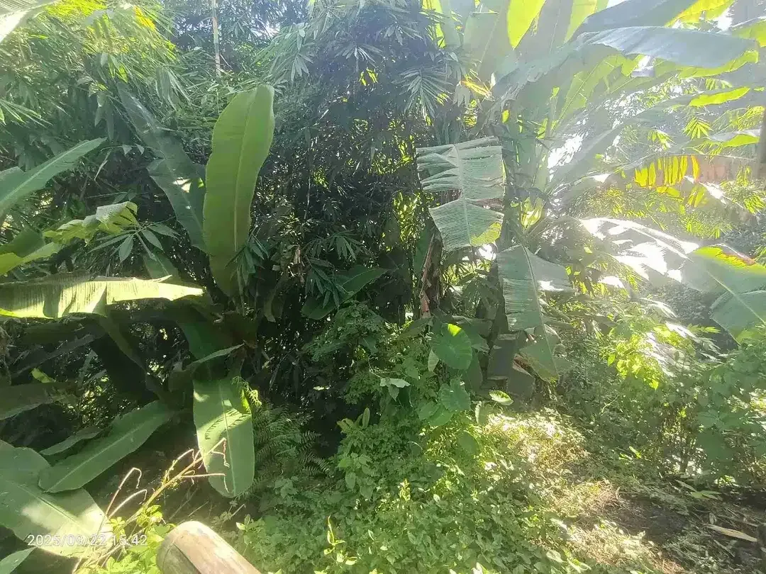 Red Zone Land For Leasehold in Petulu Ubud Bali - Image 3 of 4