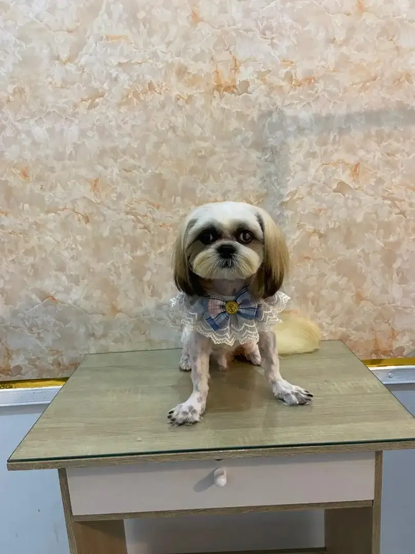 Grooming anjing di denpasar - Image 3 of 7