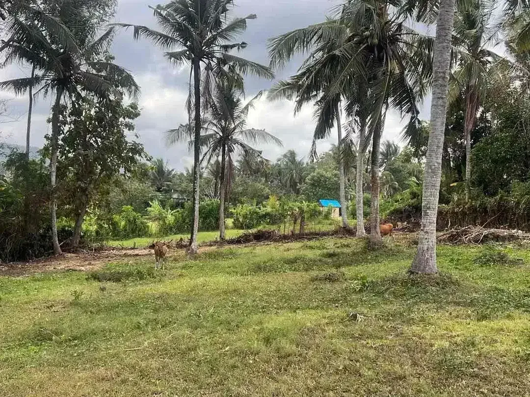 SALE 20,5 Are 100 Meter dari Balian Beach - Image 3 of 9