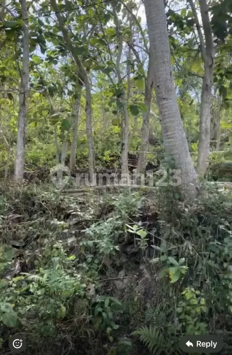 Klumpu, Klungkung, Nusa Penida - Image 4 of 4