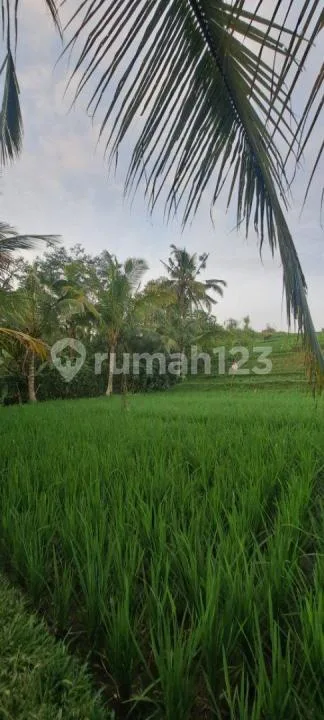 Beautiful Ricefield Frontage And View. 3 Mounts View. For Sale - Image 2 of 4