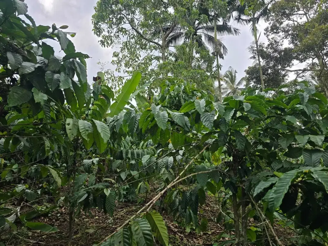 Dijual tanah kebun kopi produktif dengan view lembah di bali - Image 5 of 10