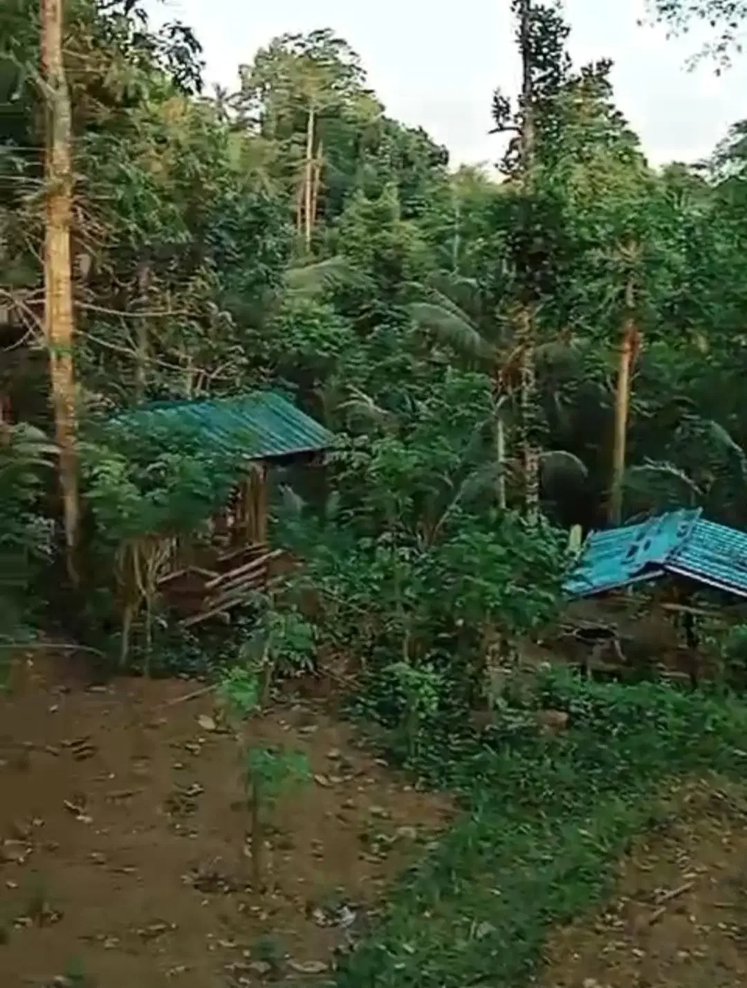Tanah View Jungle di Bresela dekat Ubud Bali - Image 4 of 6