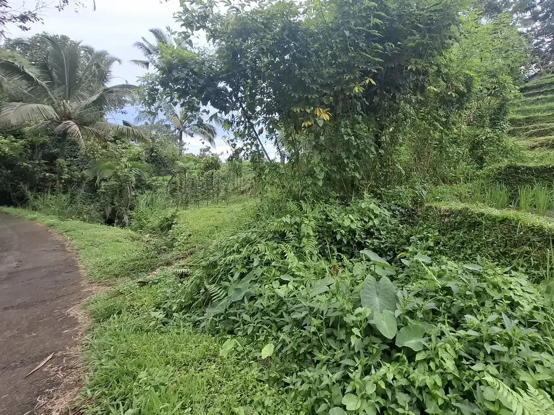 Dijual tanah sawah murah di selemadeg tabanan - Image 8 of 9