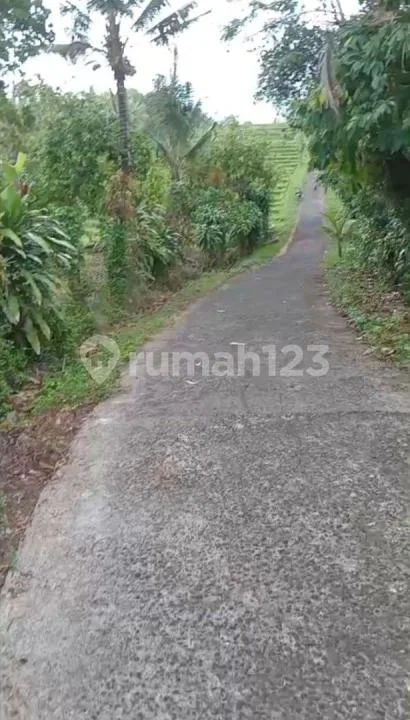 Dijual Tanah Kebun Produktif 70 Are - View Sawah di Lumbung Selemadeg Barat Tabanan - SHM - Image 4 of 4