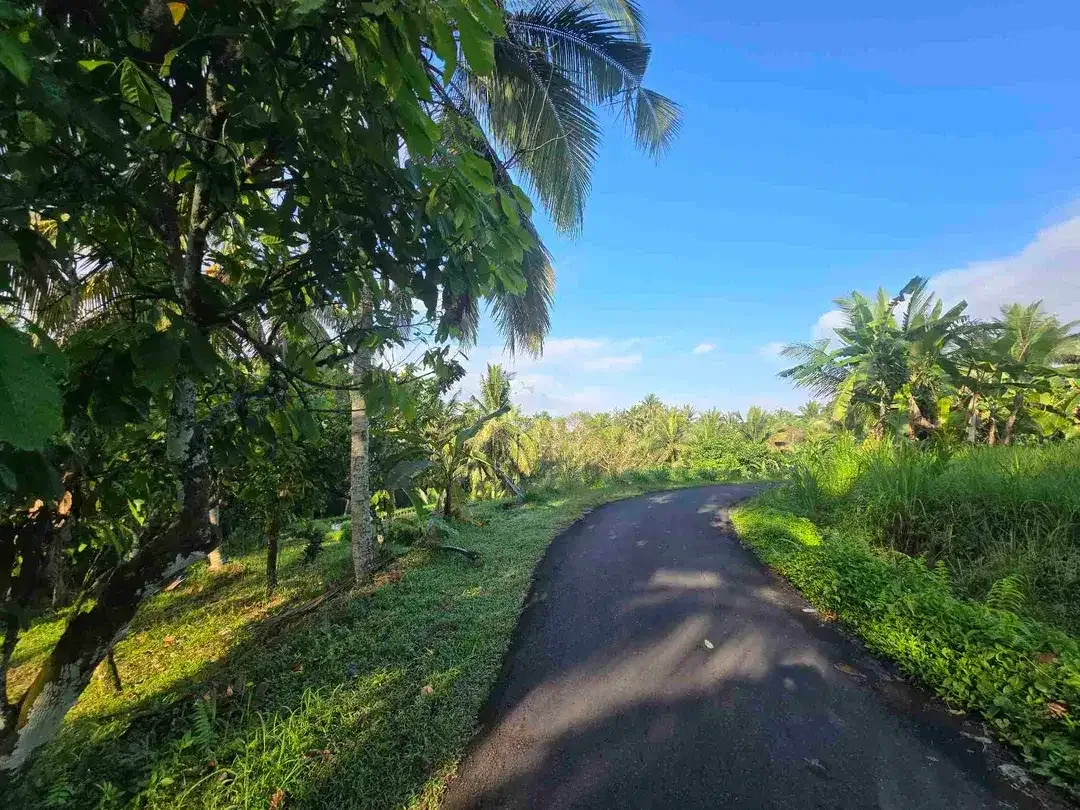 Dijual tanah kecil  sawah dan kebun di lingkungan villa tabanan bali - Image 8 of 10