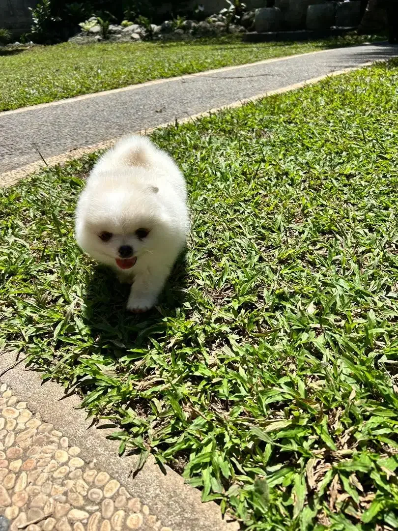 Minipom jantan cakep - Image 2 of 8