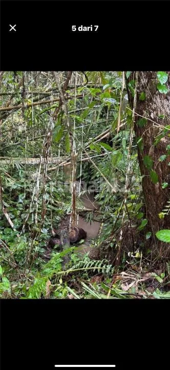 Tanah View Sungai Hutan Sawah Pejeng Harga Murah - Image 3 of 4