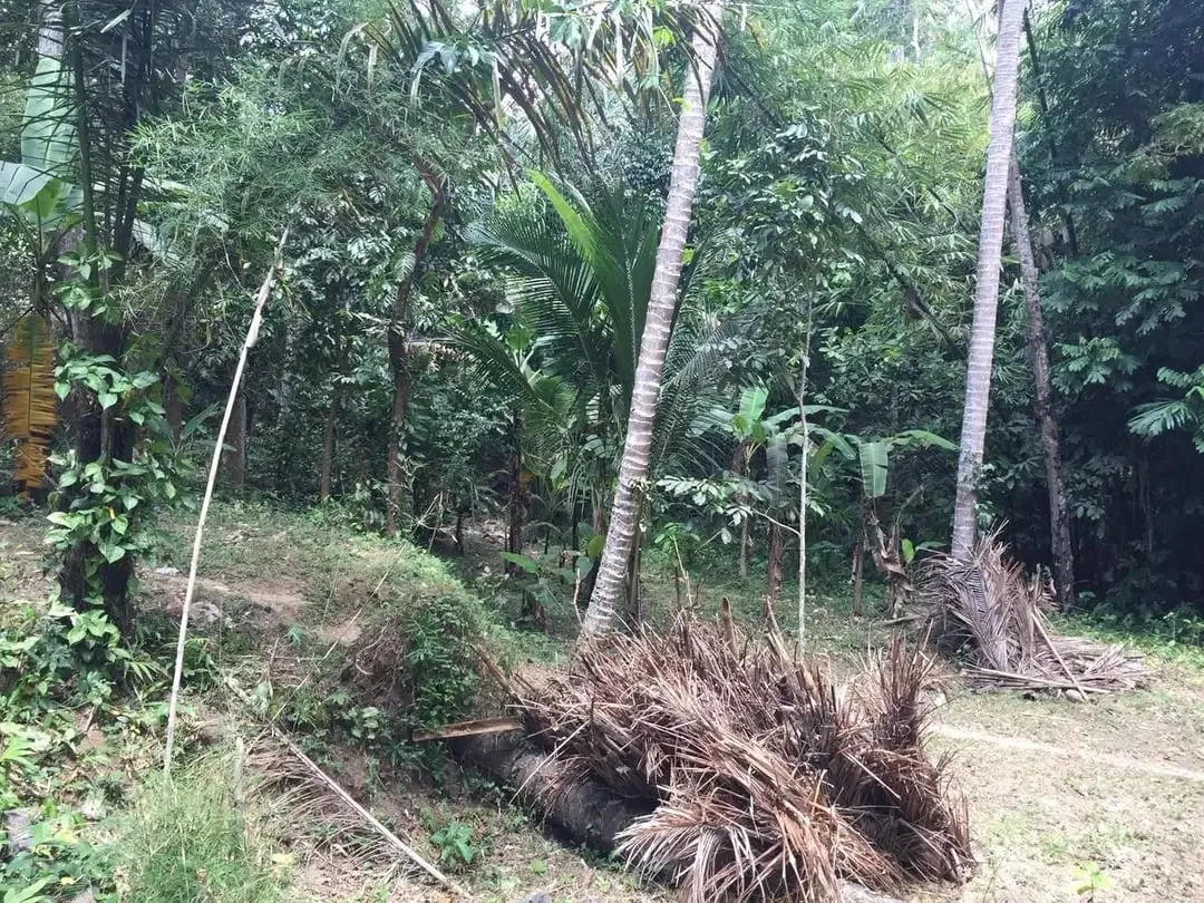 Dijual Tanah Premium View Sungai di Sayan, Ubud - Image 1 of 2