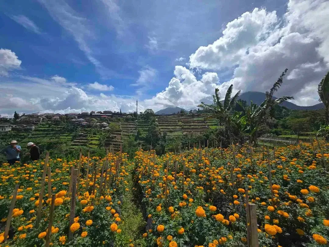 Dijual tanah murah view istimewa gunung lembah dan perkotaan di bedugul bali - Image 10 of 10