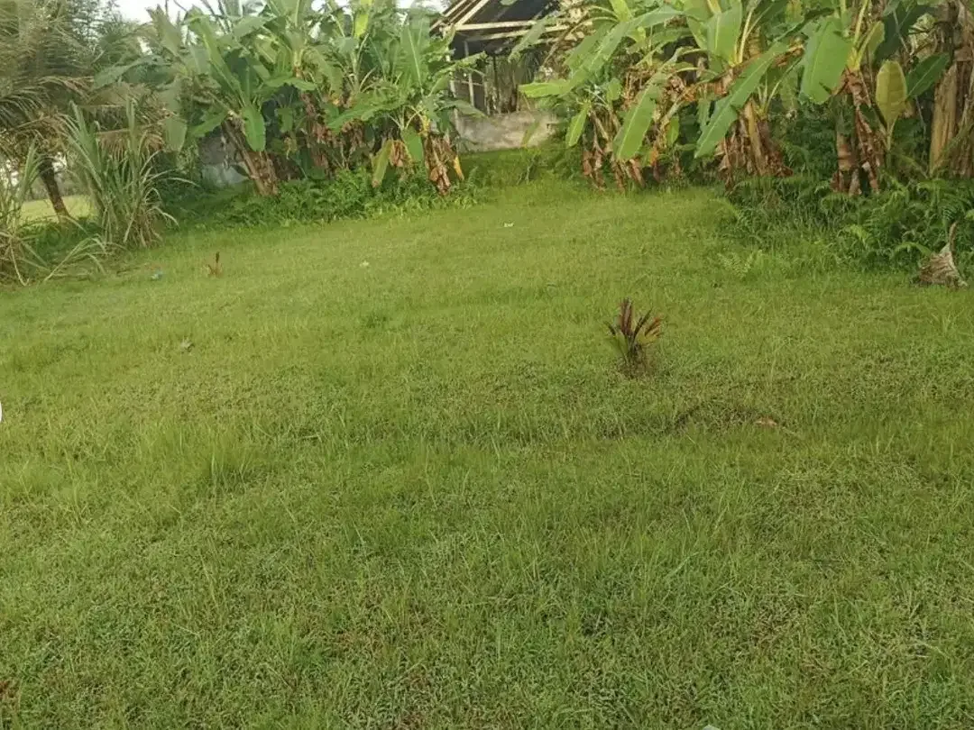 Land for sale in Ubud, Bali - Image 3 of 5