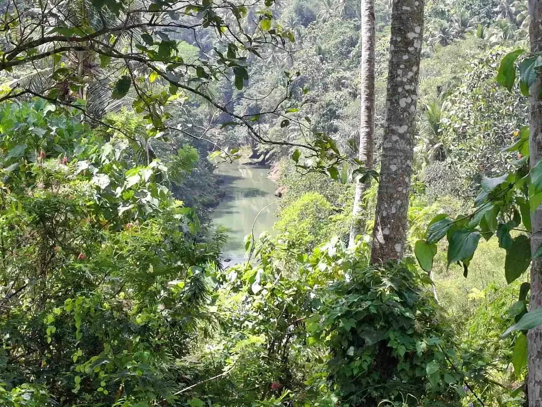 dijual tanah los sungai jernih berbatu lokasi sangat strategis dekat dengan jalan denpasar gilimanuk dijual di bawah harga pasar - Image 7 of 10