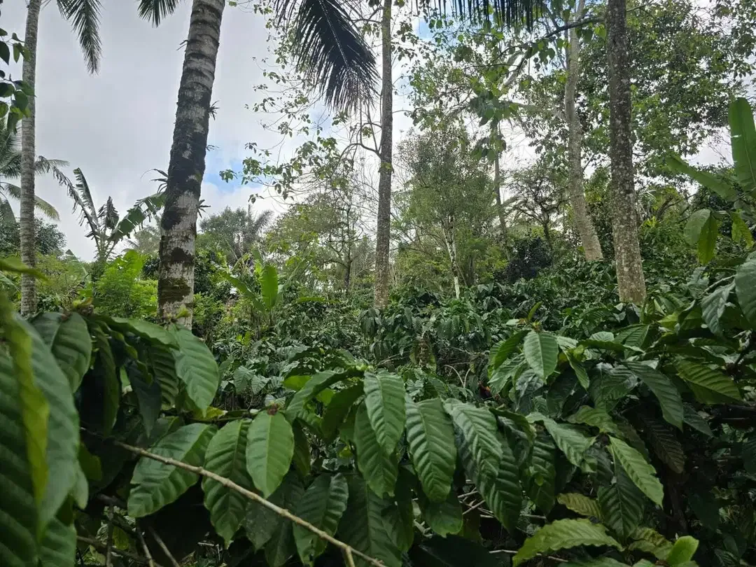 Dijual tanah kebun kopi produktif dengan view lembah di bali - Image 6 of 10