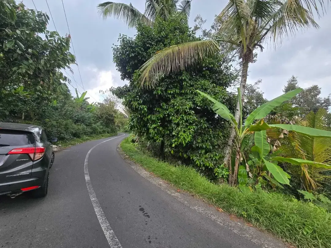 Dijual tanah kebun kopi produktif dengan view lembah di bali - Image 8 of 10