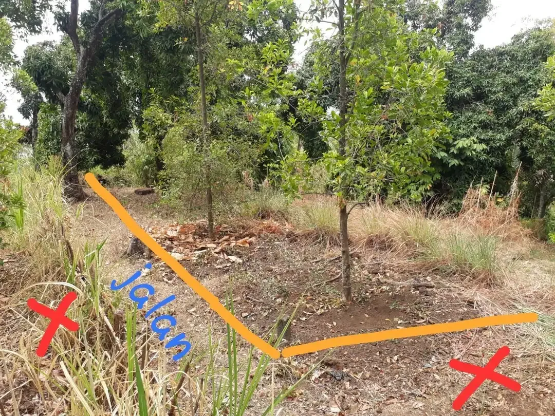 Tanah Dekat Pantai Lovina Buleleng - Image 6 of 9