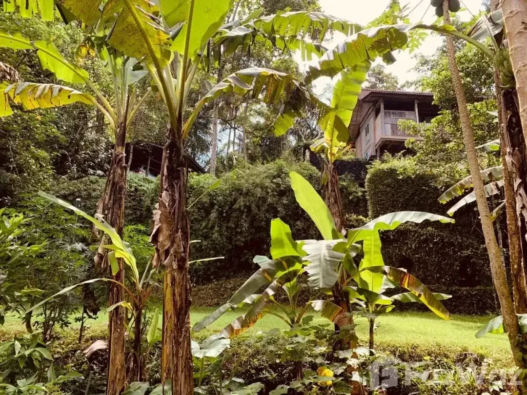 Land for sale in Ubud, Bali - Image 3 of 5