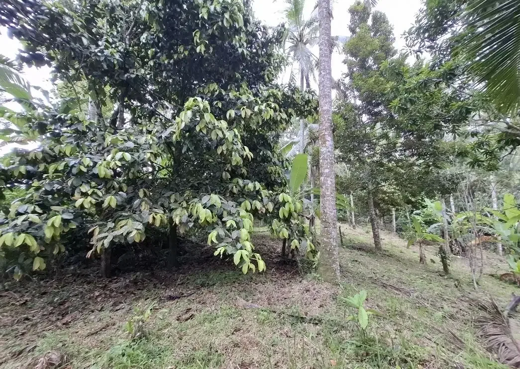 Dijual tanah kebun murah berisi pohon durian di tabanan - Image 5 of 10